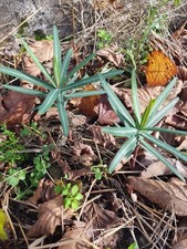 Anti Taupe 10 Plants Euphorbes