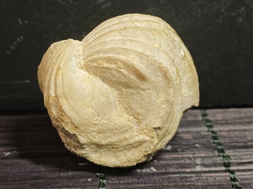 Brachiopode isjuminella - brachiopode,