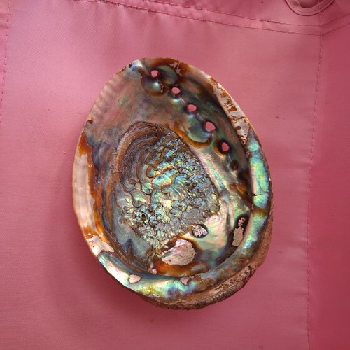 Coquille ormeau reflet - d'ormeau,