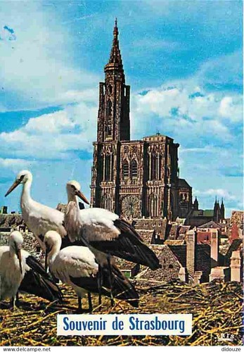 Carte postale animaux - -,