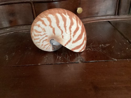 Rare petit nautile zêbré