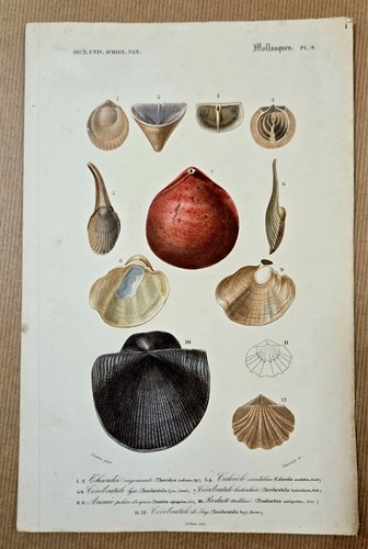 Gravure aquarellée gommée