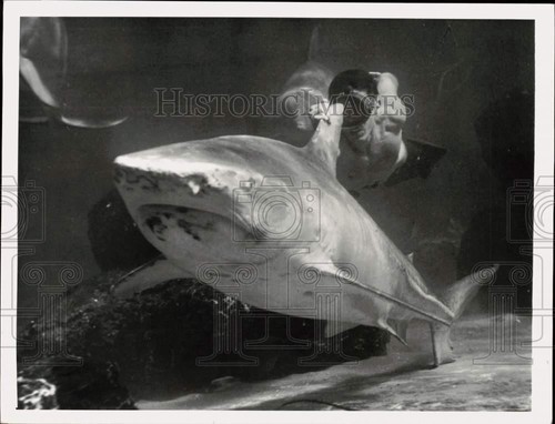 1958 press photo - photo, diver