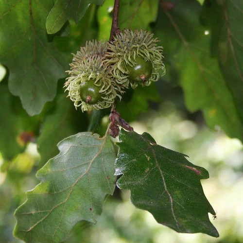 Quercus cerris chêne - quercus,