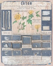 ✶RARE✶ Très ancienne affiche scolaire Deyrolle (Monnaie), 1860 - Le coton.