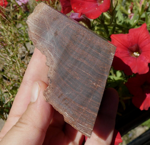Bois fossile scié poli - bois,