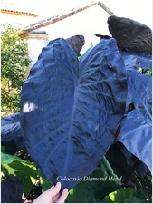 Colocasia Diamond Head -