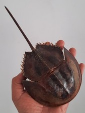 curiosité , taxidermie ,Coquillage : limule naturalisée #4