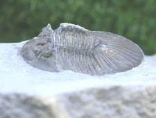  Scabriscutellum Trilobite