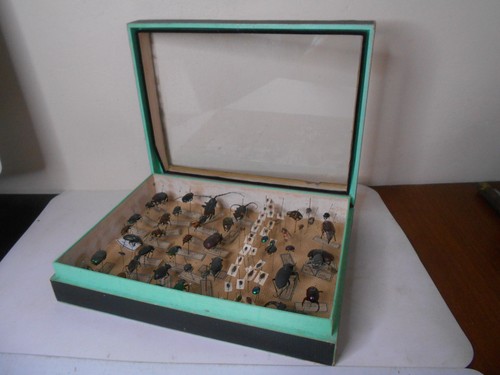 Boîte vitrée entomologie