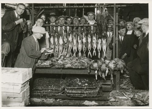 Premier gibier aux halles - aux,