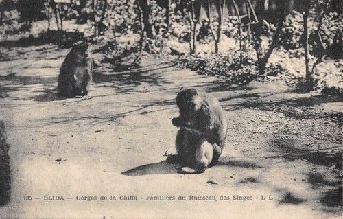 Cpa algerie gorges - cpa,