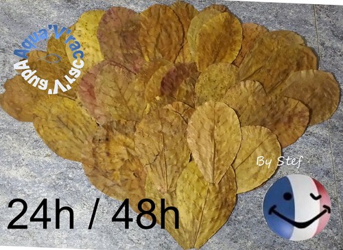 Feuilles catappa feuille - de,