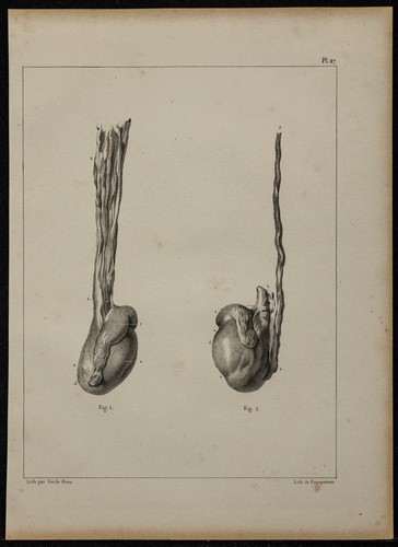 1839 planche anatomie - -,