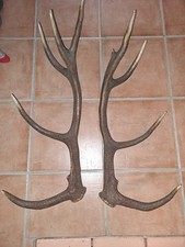 Paire de bois de cerf 10 cors