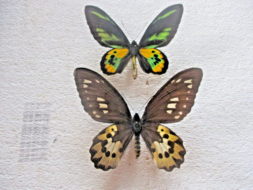 Entomologie papilionidae - entomologie,