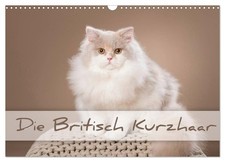Le British Shorthair (Calendrier mural 2026 DIN A3 horizontal), CALVENDO calendr