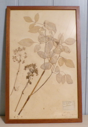 Ancienne planche herbier - ,