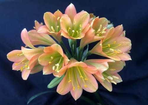 Clivia interspecific pink - clivia,