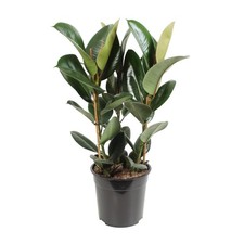 Arbre en caoutchouc Ficus