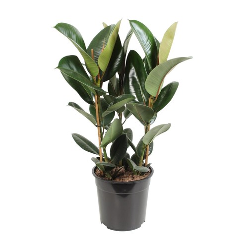 Arbre caoutchouc ficus - arbre,