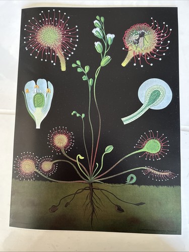 Affiche scolaire planche - affiche,
