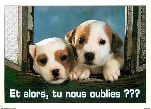 Carte postale animaux - -,