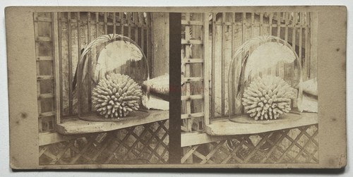 Nature morte photographie - nature,