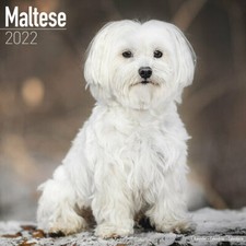 Calendrier 2022 - BICHON
