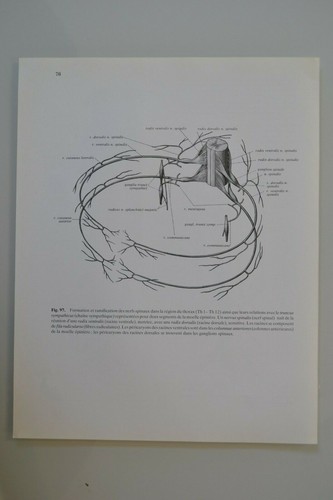 Planche anatomie humaine - d'anatomie,