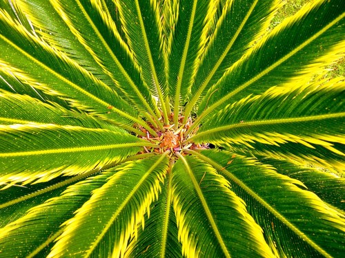 Cycas revoluta aurea - cv,
