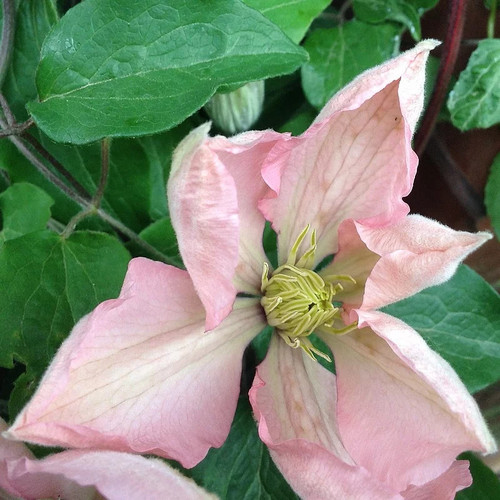 Clematis nor clématite - clematis, 'ai