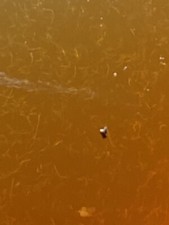 Souche D’Anguillules Du Vinaigre