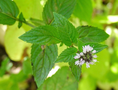 Huile essentielle menthe - essentielle,