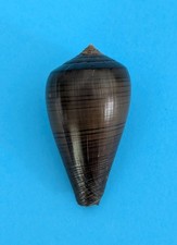 Conus figulinus (Dendroconus)