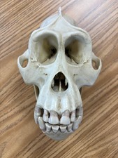 SOMSO ZoS 52 Orangutan Skull