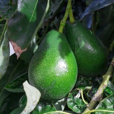 Persea americana 'Bacon' - Groupe B - Avocatier rustique