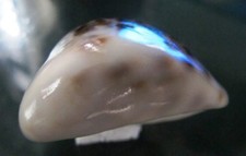 Cypraea Tigris 62,6 mm