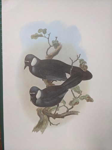 1969 oiseau imprimé noir - 1969,