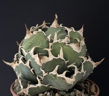 EXCEPTIONNEL !Agave Titanota "Baleine blanche" Compact Cactus Caudex Succulente.