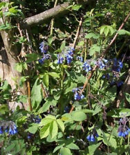 ♫ CONSOUDE Officinale 'Mélange' - Symphytum ♫ Graines ♫ COLLECTION d'Aromatiques