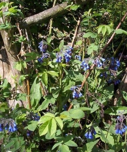 Consoude officinale - consoude,