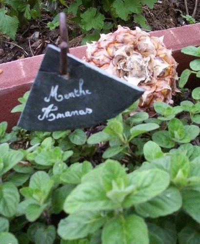 Menthe ananas mentha - menthe,