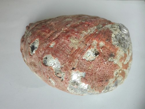 Grande coquille ormeau rouge - coquille,