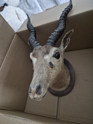 Tete antilope naturalisé - tete,