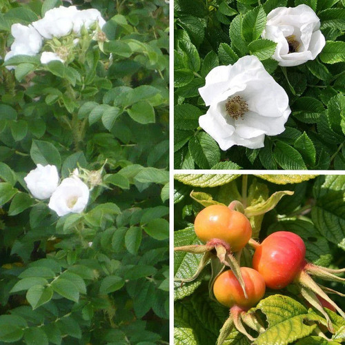 Rosa rugosa alba rosier - rugosa,