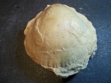 FOSSILE. HUÎTRE. MOLLUSQUE