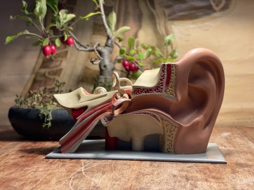 Vintage somso ear educational - vintage,