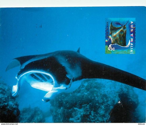 Carte postale animaux - carte,