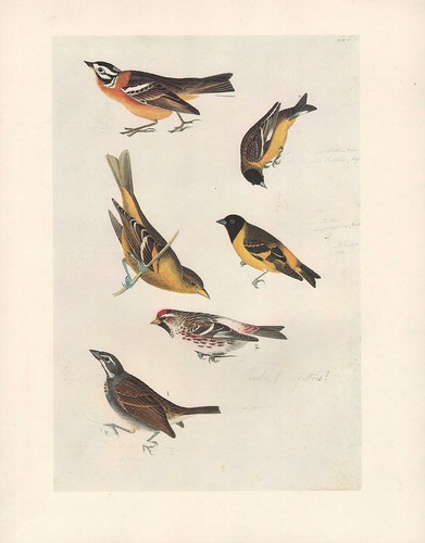 Vintage john james audubon - john,